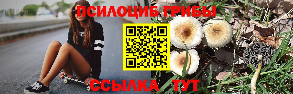 Галлюциногенные грибы Psilocybine cubensis Унеча